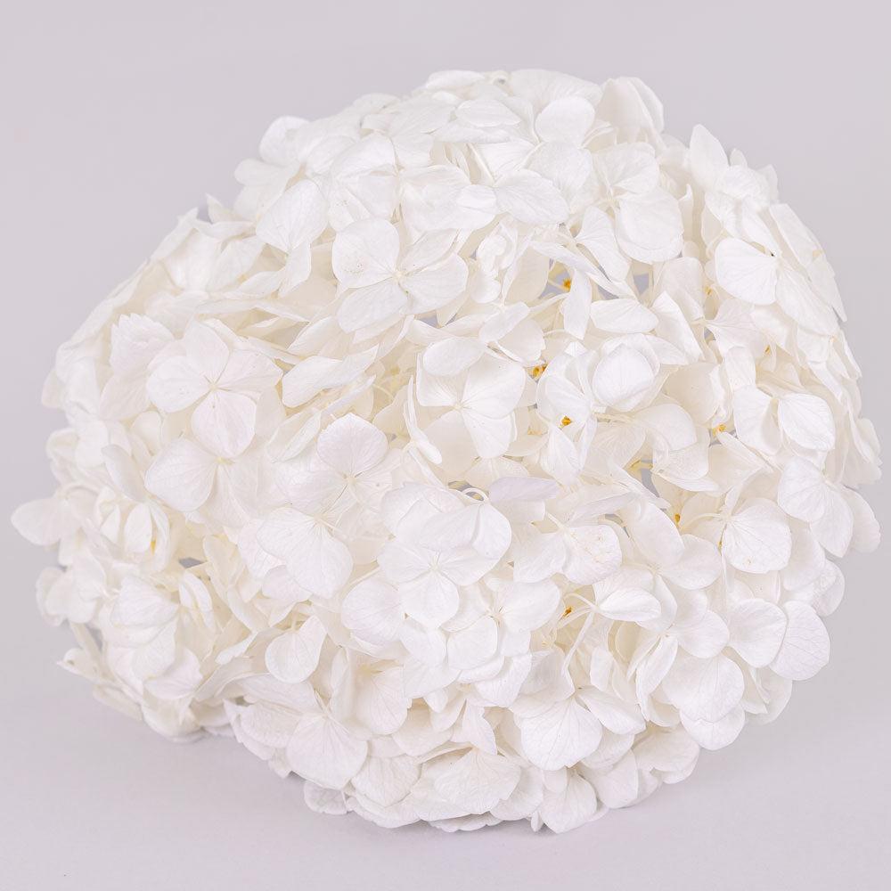 Preserved Hydrangeas | Hydrangea, Verdissimo Premium, White Preserved Preserved Flowers