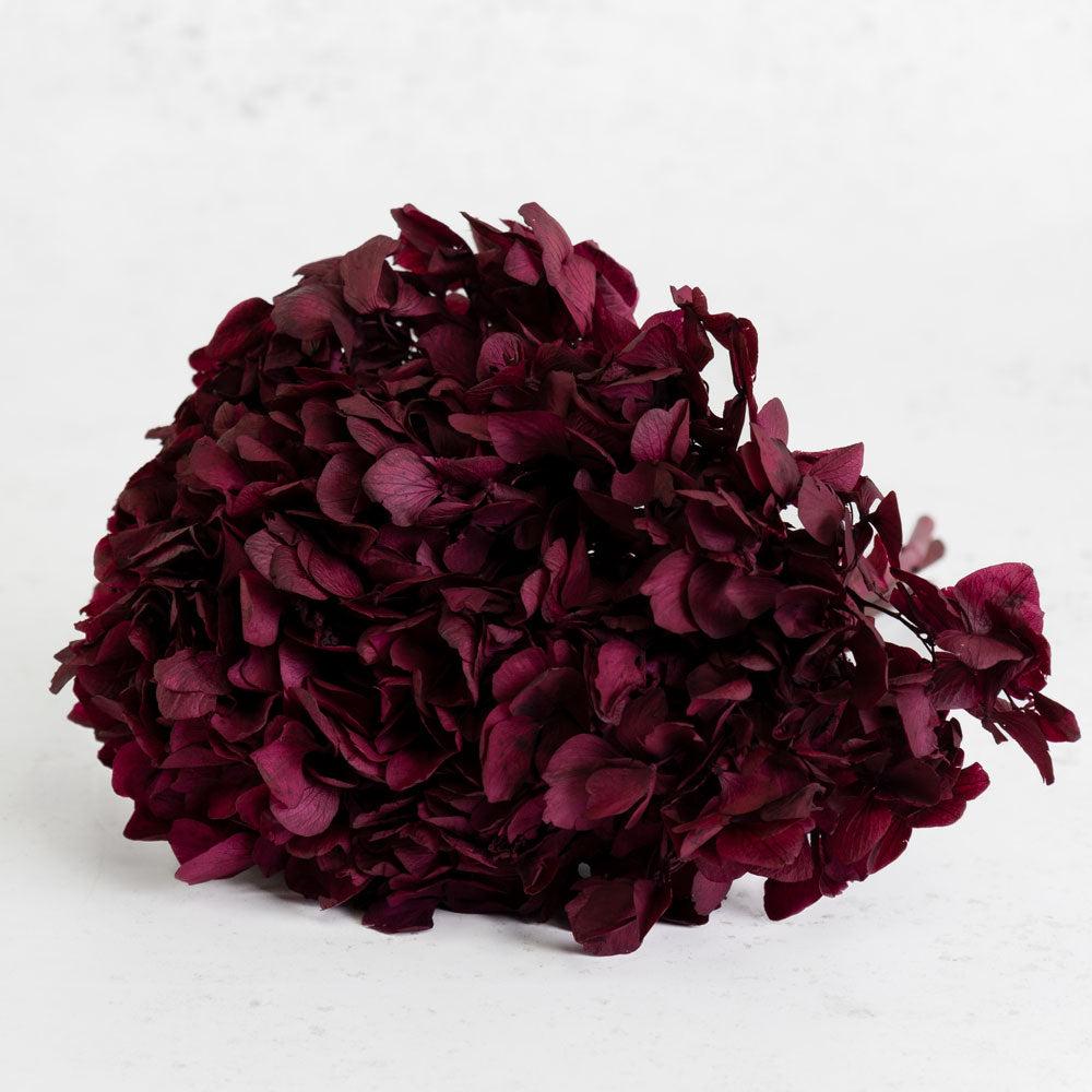 Preserved Hydrangeas | Hydrangea, Verdissimo, Preserved, Byzantium Preserved Preserved Flowers