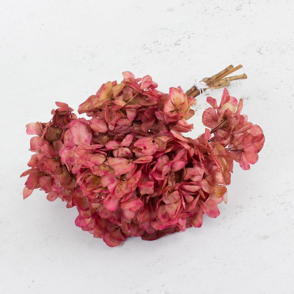 Preserved Hydrangeas | Hydrangea, Verdissimo, Preserved, Cream/Pink Preserved Preserved Flowers