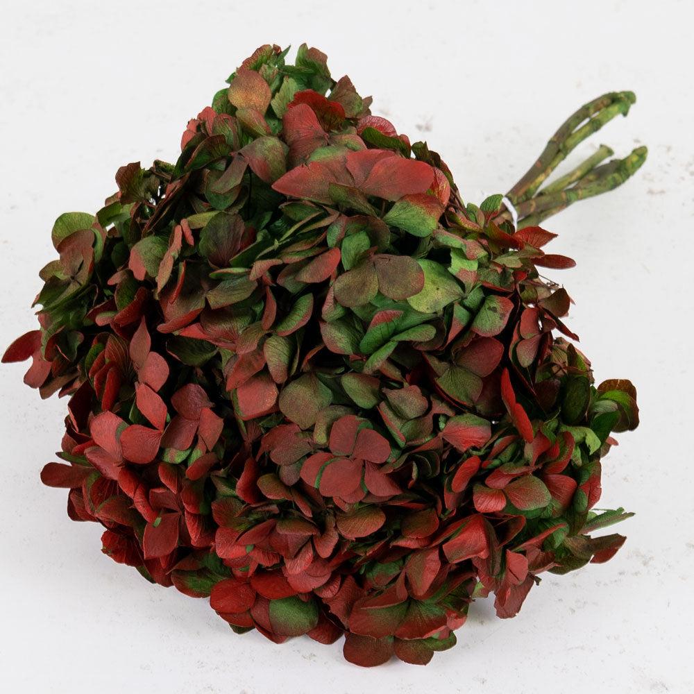 Preserved Hydrangeas | Hydrangea, Verdissimo, Preserved, Green/Red Preserved Preserved Flowers