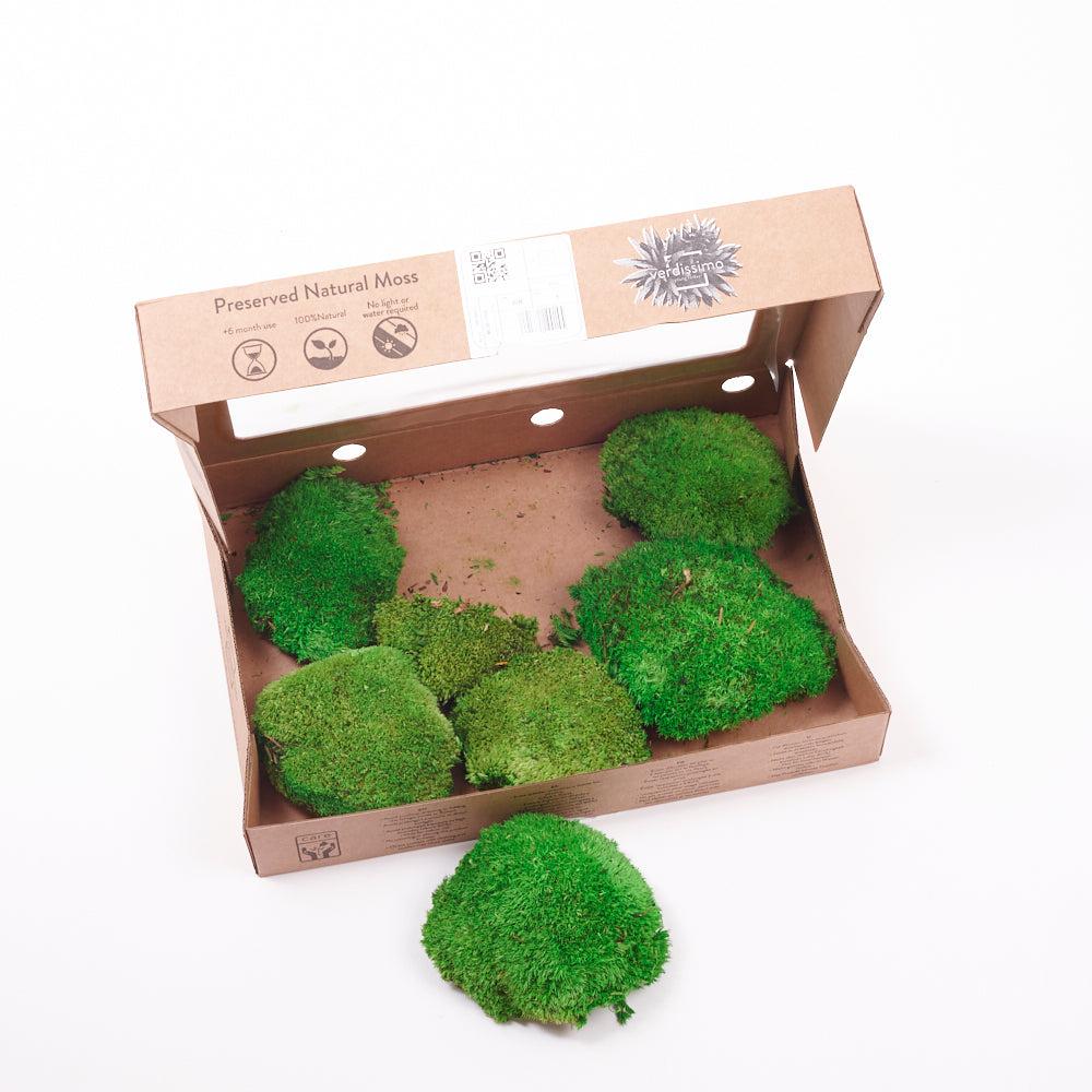 Preserved Moss | Ball Moss, Preserved, Green, 250g Box Preserved Preserved Moss