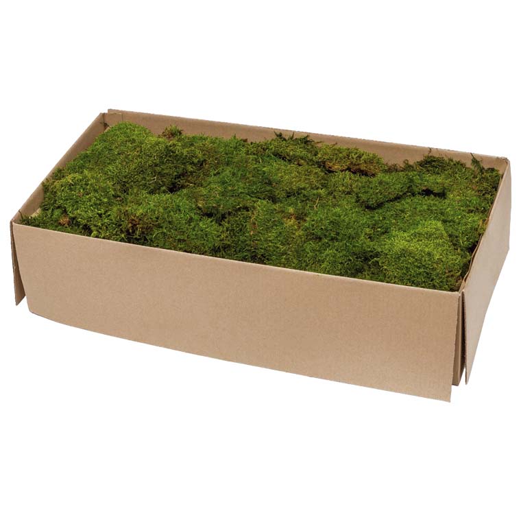 Preserved Moss | Flat Moss, Preserved, Green, Box x 2.5kg Preserved Preserved Moss