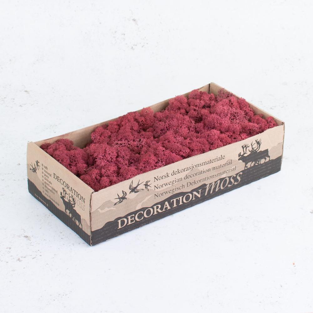 Preserved Moss | Icelandic Moss, Preserved, Bordeaux, 425g Preserved Preserved Moss