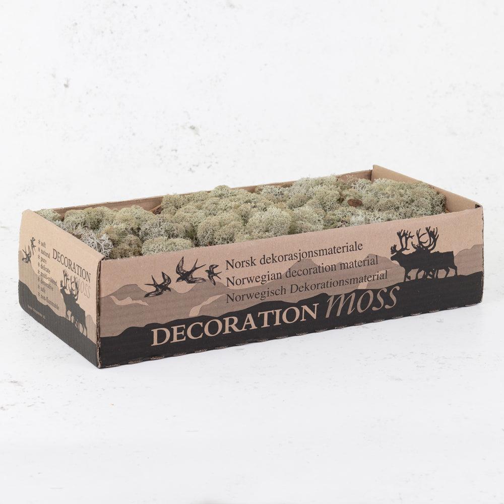 Preserved Moss | Icelandic Moss, Preserved, Grey, 425g Preserved Preserved Moss