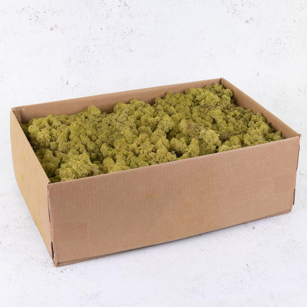 Preserved Moss | Icelandic Moss, Preserved, Kiwi, 2.7kg Preserved Preserved Moss