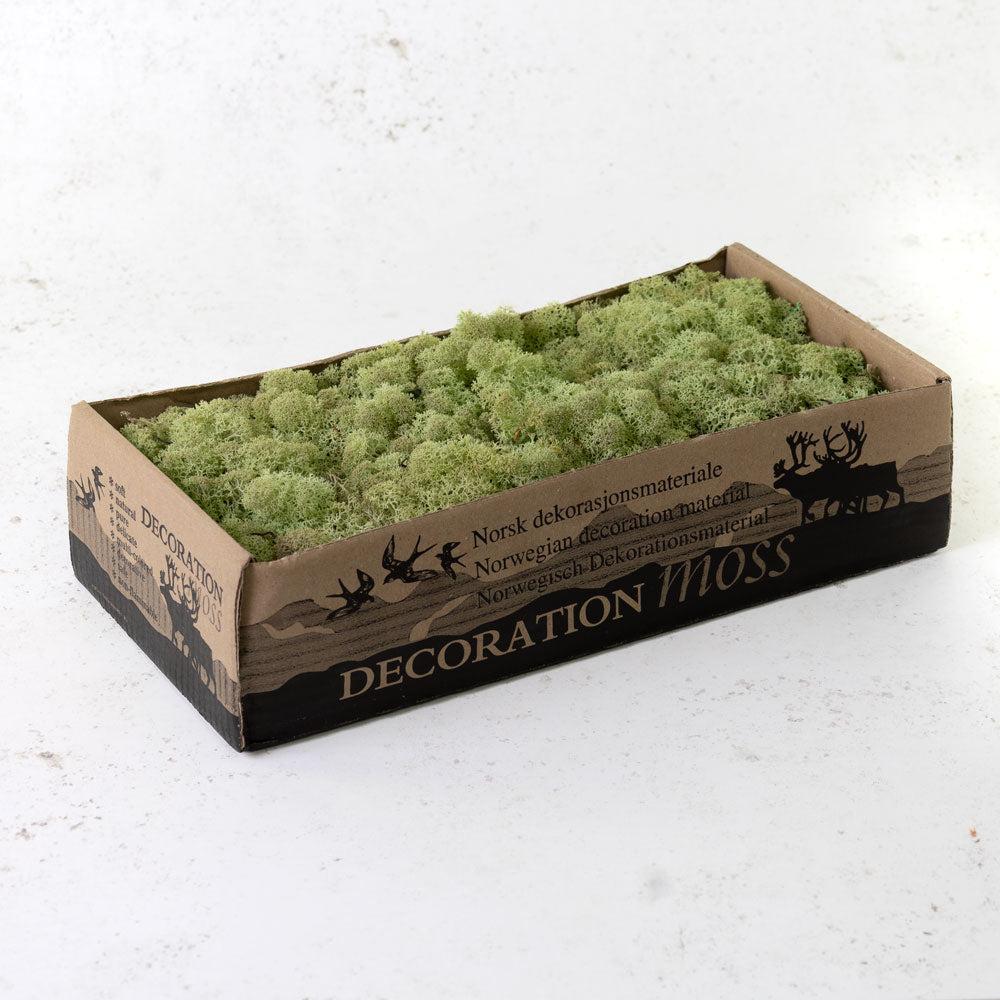 Preserved Moss | Icelandic Moss, Preserved, Mint Green, 425g Preserved Preserved Moss