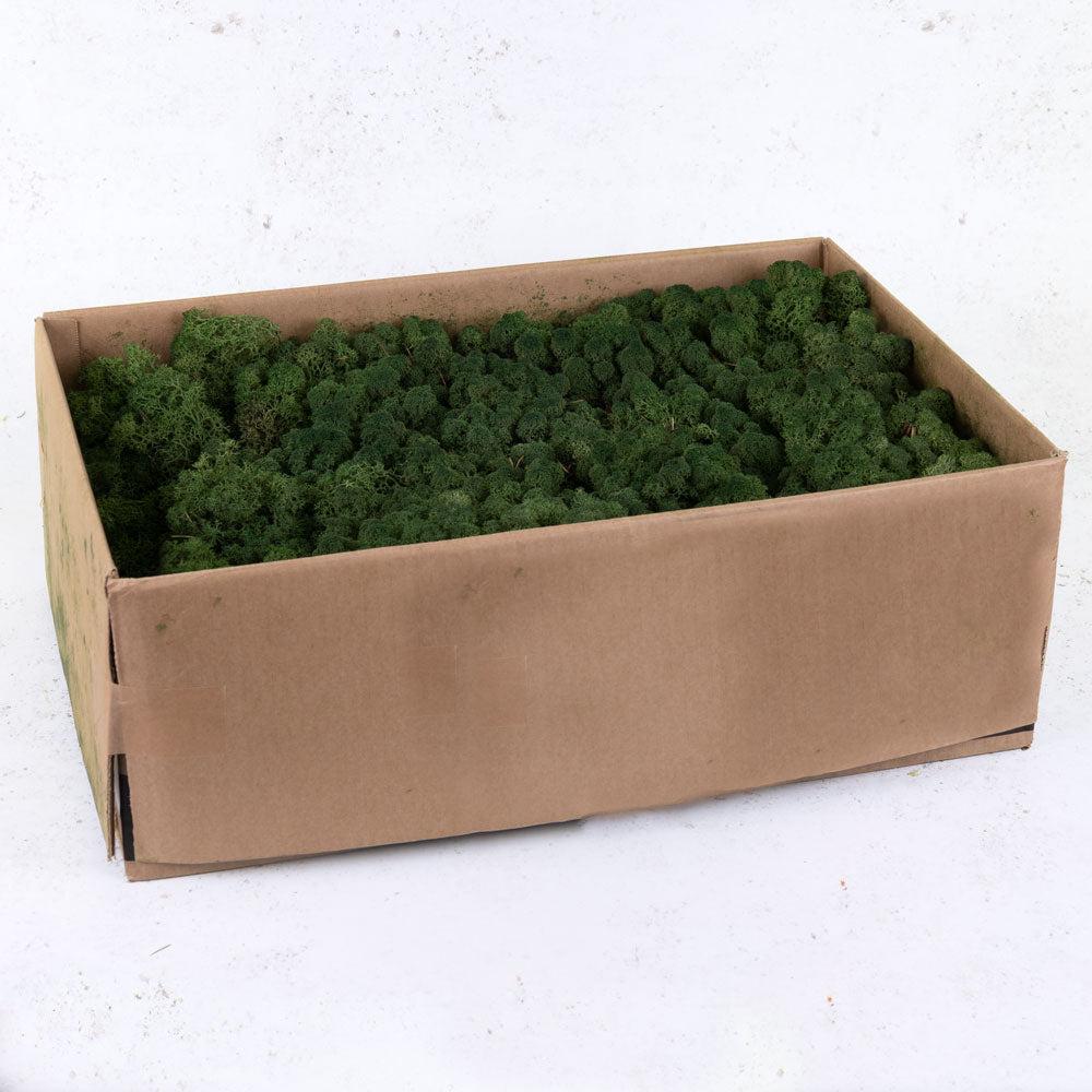 Preserved Moss | Icelandic Moss, Preserved, Moss Green, 2.7kg Preserved Preserved Moss