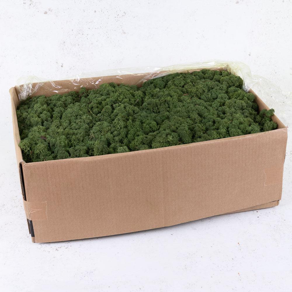 Preserved Moss | Icelandic Moss, Preserved, Moss Green, 5kg Preserved Preserved Moss