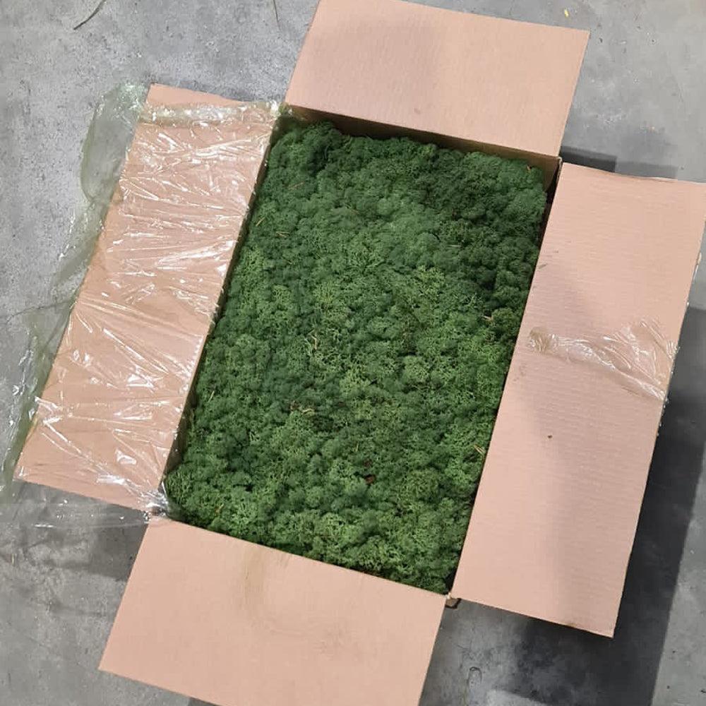 Preserved Moss | Reindeer Moss, Preserved, Medium Green, 5kg Box Preserved Preserved Moss