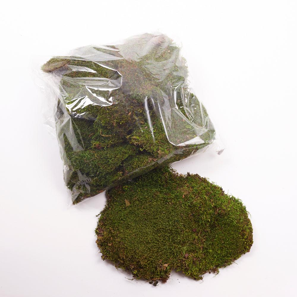 Preserved Products | Flat Moss, Preserved, Green, Bag x 500g Preserved Preserved Moss