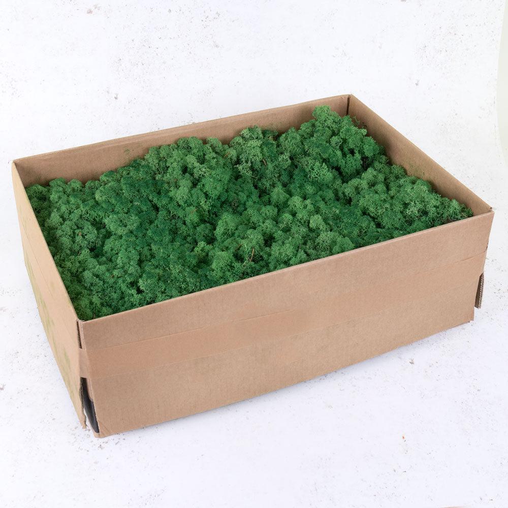 Preserved Products | Icelandic Moss, Preserved, Grass Green, 2.7kg Preserved Preserved Moss