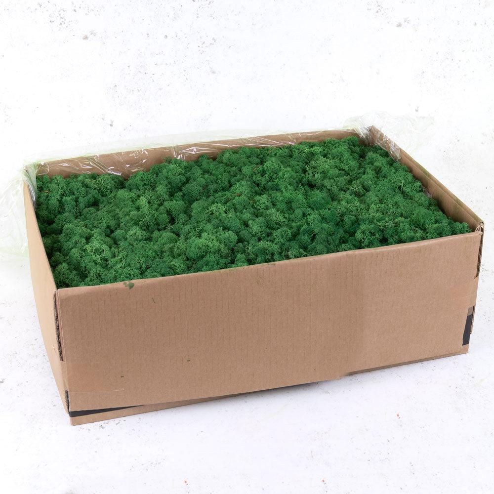 Preserved Products | Icelandic Moss, Preserved, Grass Green, 5kg Preserved Preserved Moss