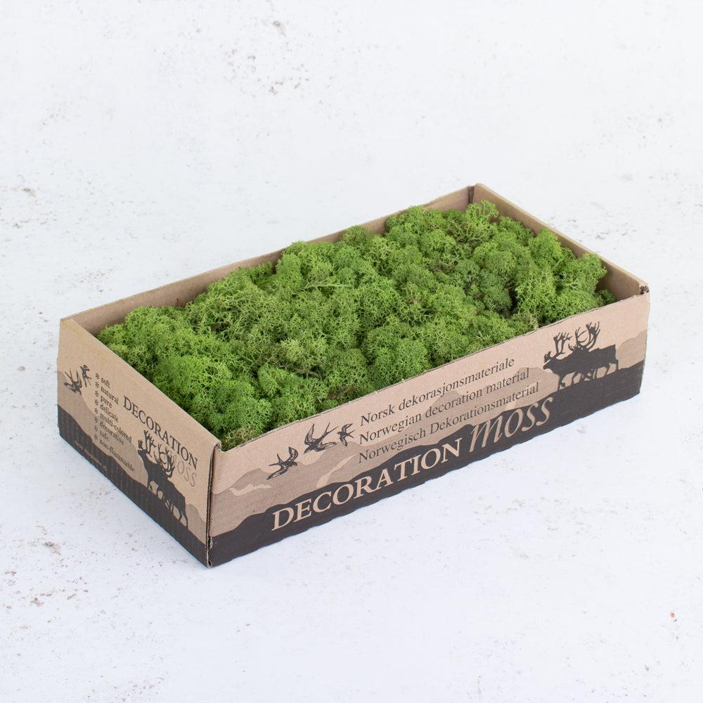 Preserved Products | Icelandic Moss, Preserved, Medium Green, 425g Preserved Preserved Moss