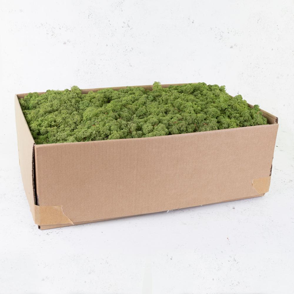 Preserved Products | Icelandic Moss, Preserved, Medium Green, 5kg Preserved Preserved Moss