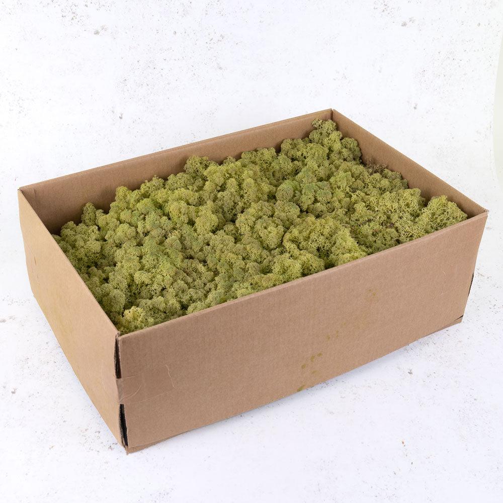 Preserved Products | Icelandic Moss, Preserved, Old Green, 2.7kg Preserved Preserved Moss