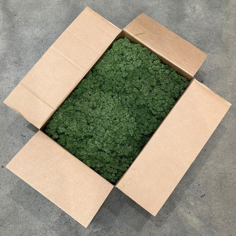 Preserved Products | Reindeer Moss, Preserved, Moss Green, 5kg Box Preserved Preserved Moss