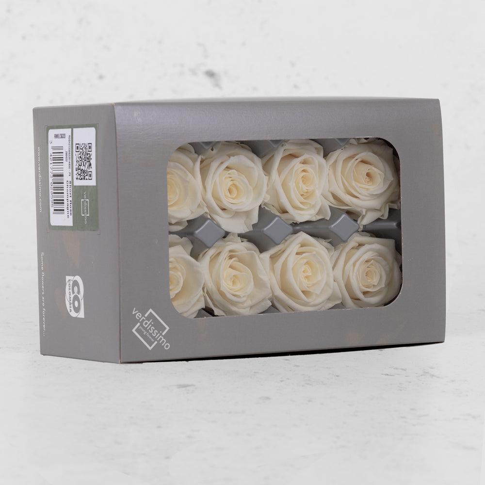 Preserved Roses | Rose Heads, Preserved, Med, Champagne, Box 8 Preserved Preserved Flowers