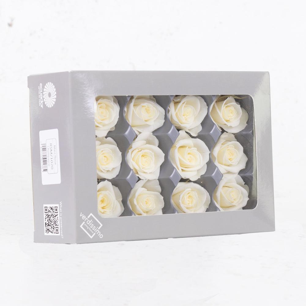 Preserved Roses | Rose Heads, Preserved, Mini, Champagne, Box 12 Preserved Preserved Flowers