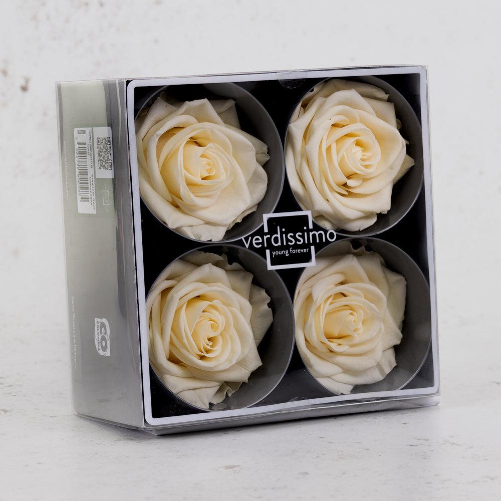 Preserved Roses | Rose Heads, Preserved, Premium, Champagne, Box 4 Preserved Preserved Flowers