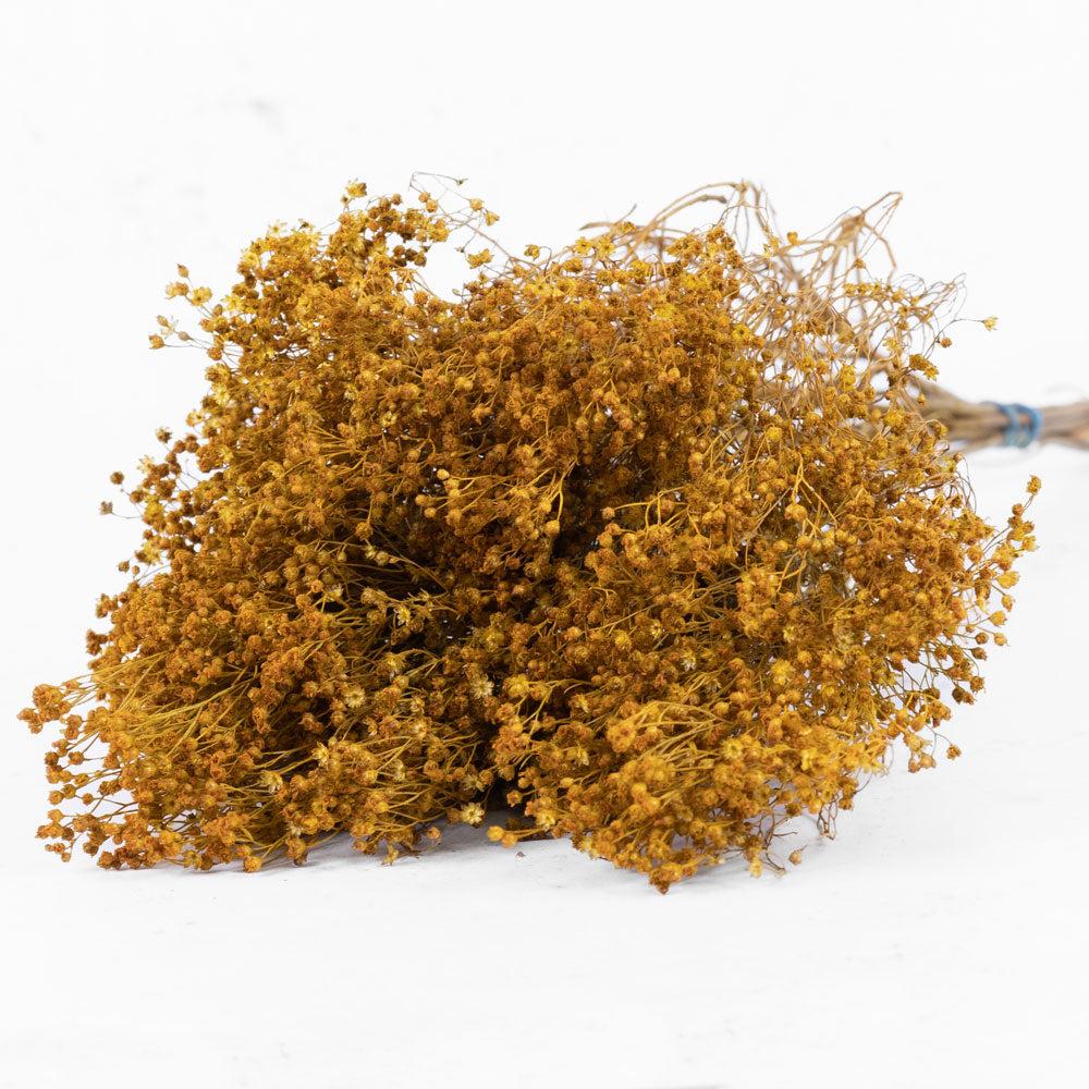 Dried Broom Bloom | Broom Bloom, Dried, Yellow Dried Dried Broom Bloom