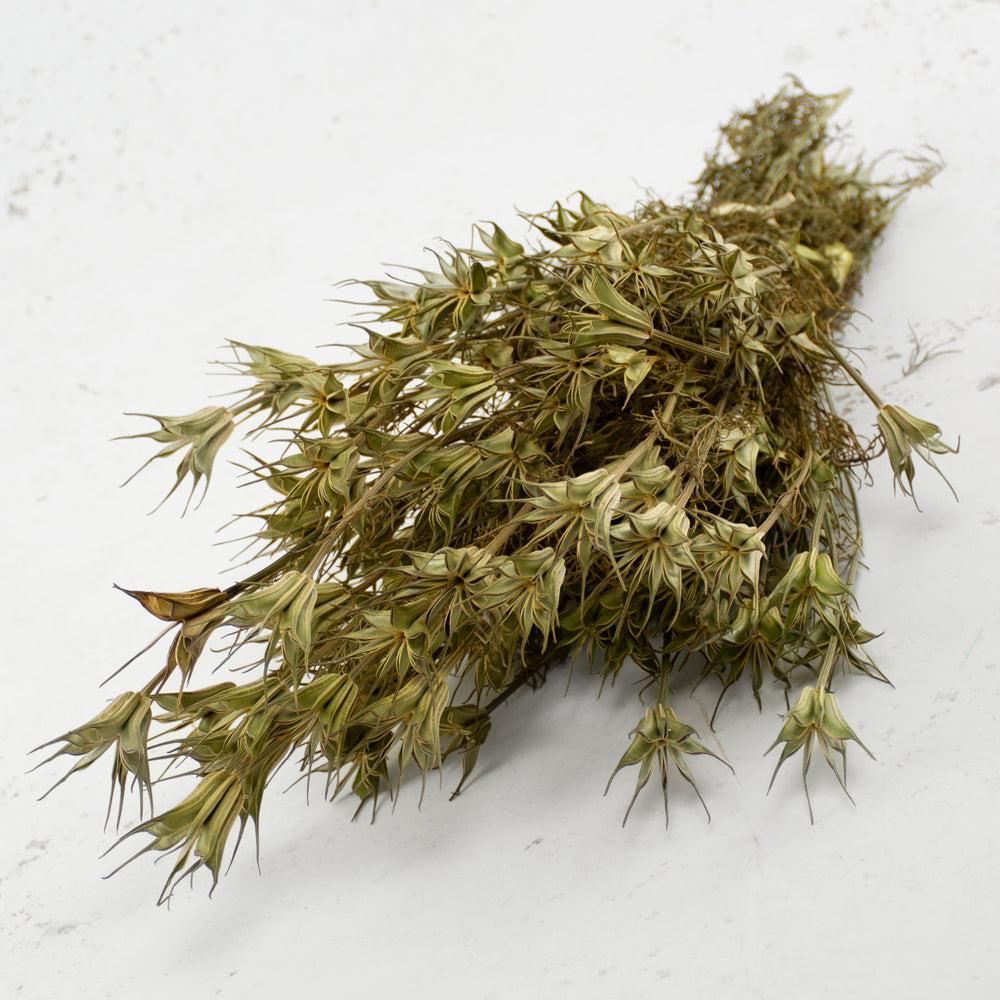 Dried Fillers & Foliage | Nigella orientalis, Dried, Natural Bunch Dried Dried Fillers & Foliage