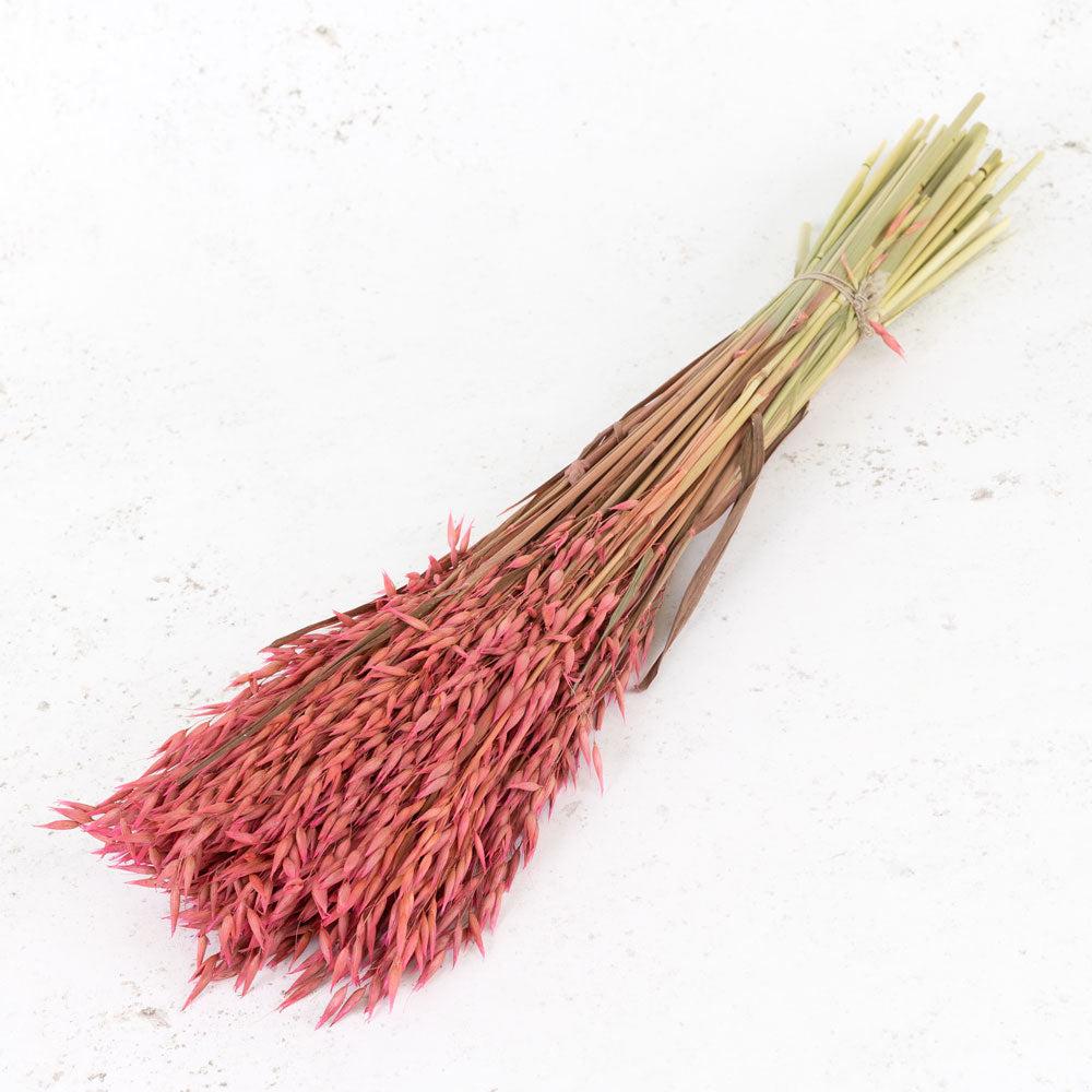 Dried Fillers & Foliage | Oats, (Avena), Dried, Pink, Bunch Dried Dried Fillers & Foliage