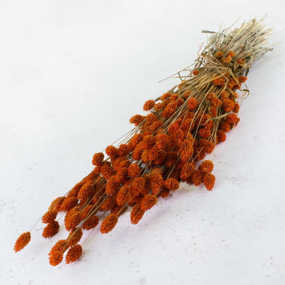 Dried Grasses | Phalaris, (Canary Grass), Dried, Orange, 70cm Dried Dried Grasses