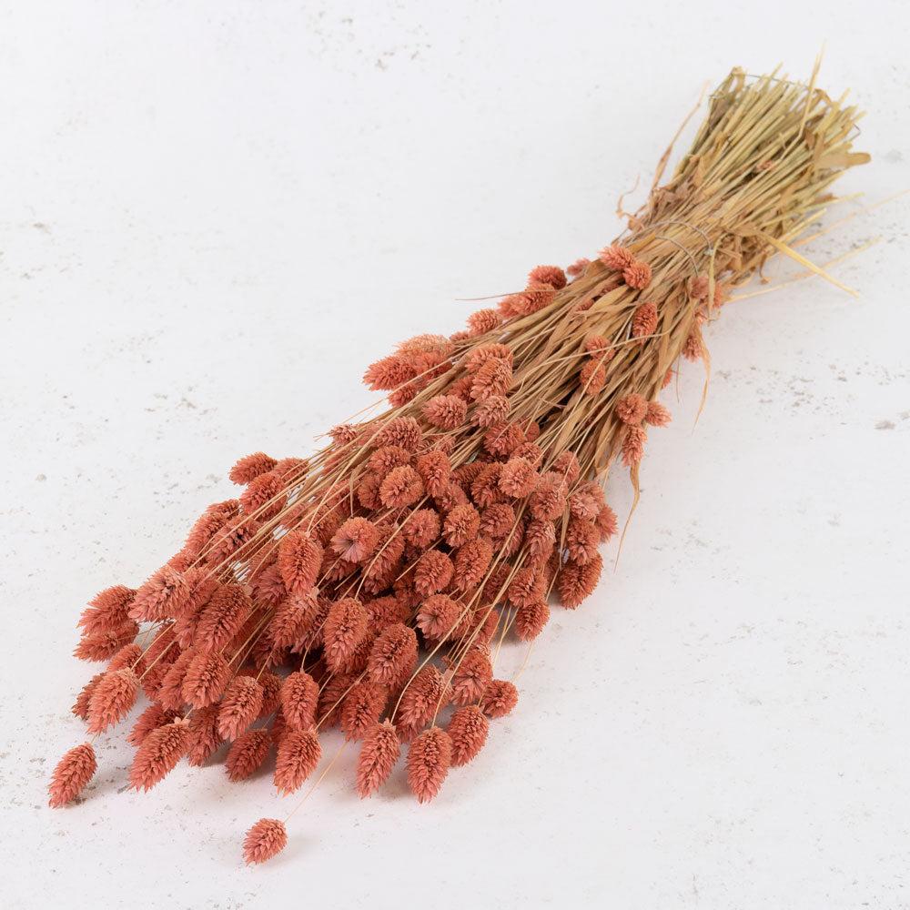 Dried Grasses | Phalaris, (Canary Grass), Dried, Pink Dried Dried Grasses