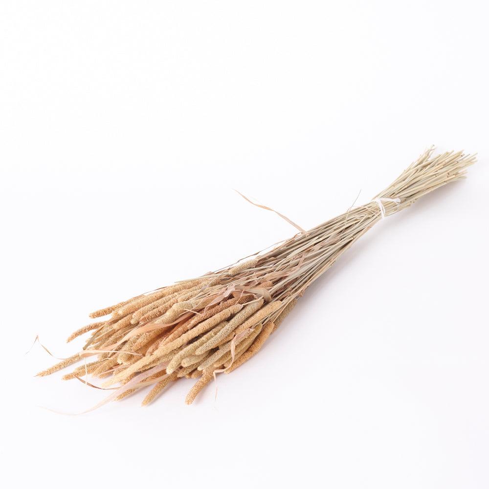 Dried Grasses | Phleum Pratensis, Natural Brown, 100g Bunch Dried Dried Grasses