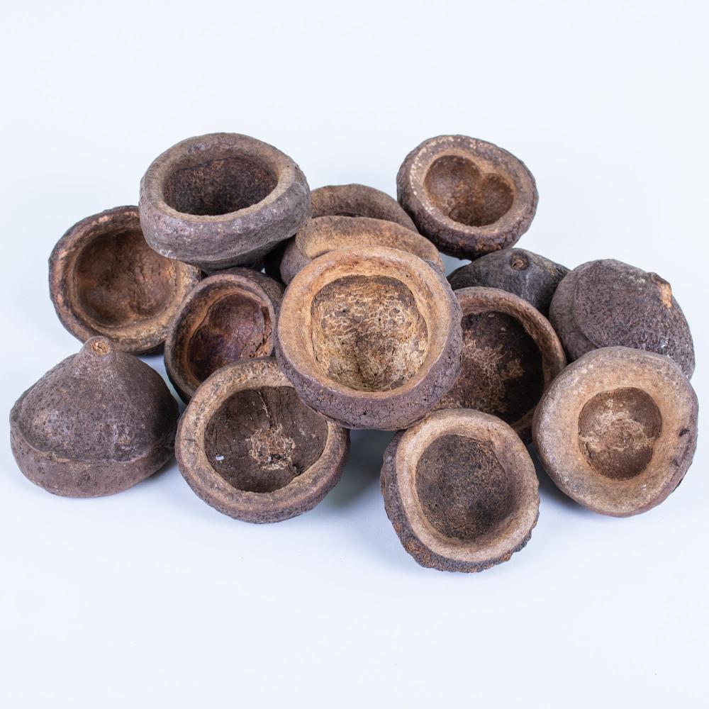 Dried Natural Products | Chapeuzinho, Dried, Natural, 5-8cm, Bag of 15 Dried Dried Natural Products