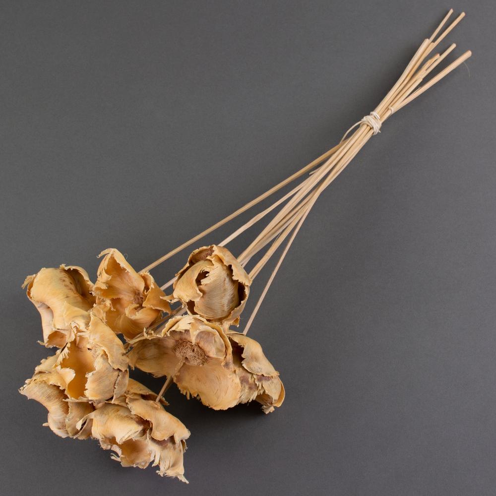 Picks & Stems | Palm Cup on Stem, Dried, Bleached White x 10 Stems Dried Dried Fillers & Foliage