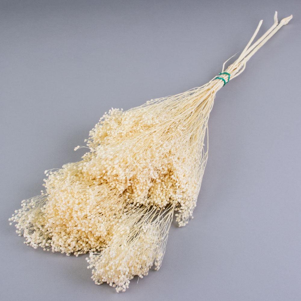 Preserved Broom Bloom | Broom Bloom, Preserved, Bleached White Preserved Preserved Broom Bloom