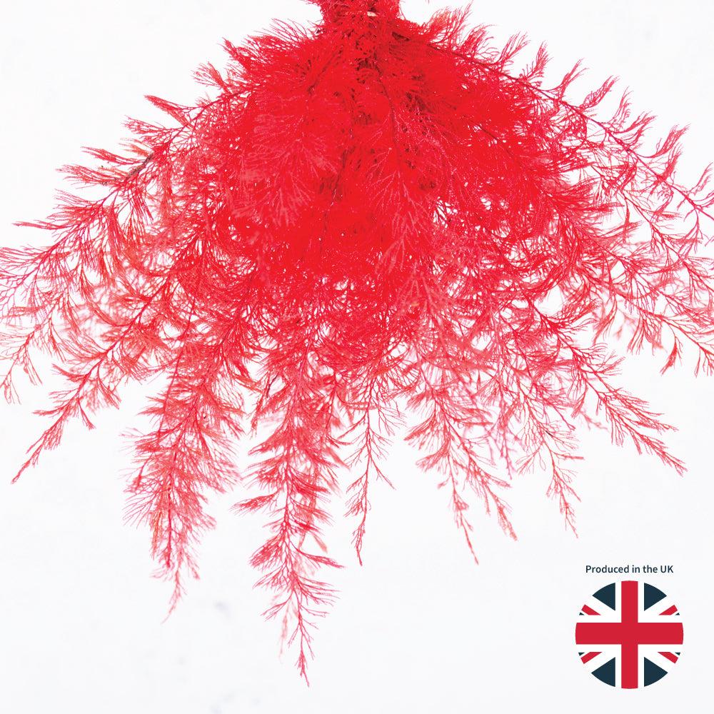 Preserved Fillers & Foliages | Air Fern, Preserved, Red, Bunch, UK Preserved Preserved Fillers & Foliages