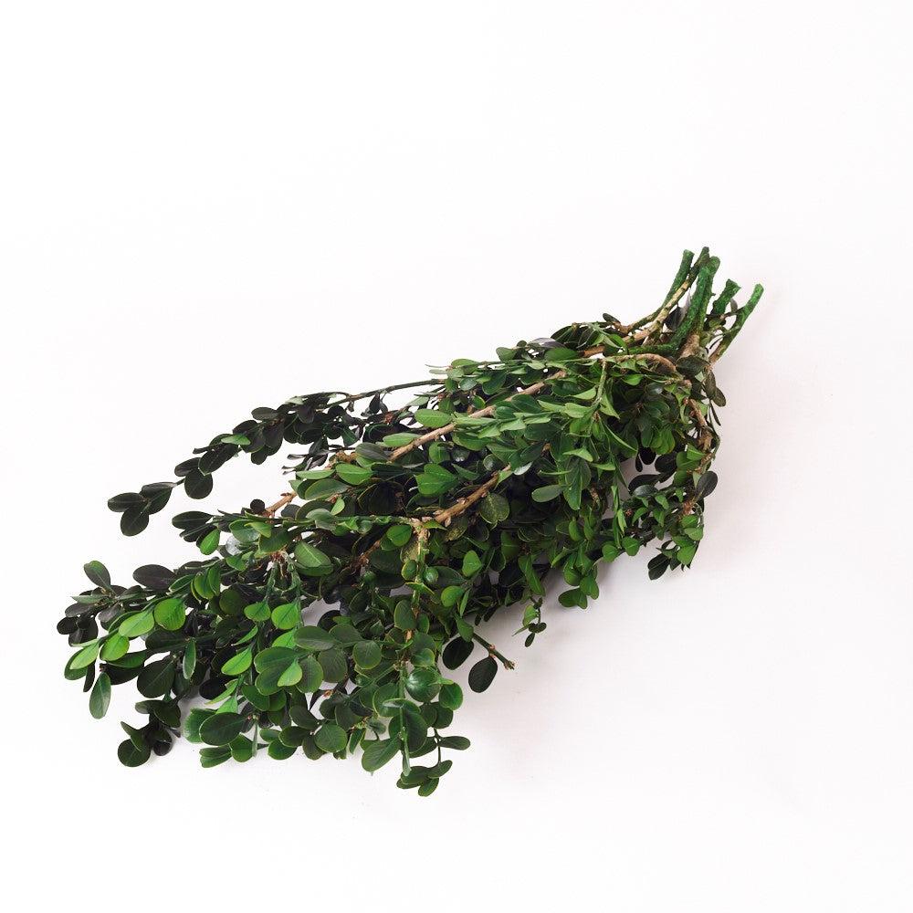 Preserved Fillers & Foliages | Buxus sempervirens, (Boxwood), Preserved, Green, Bunch Preserved Preserved Fillers & Foliages