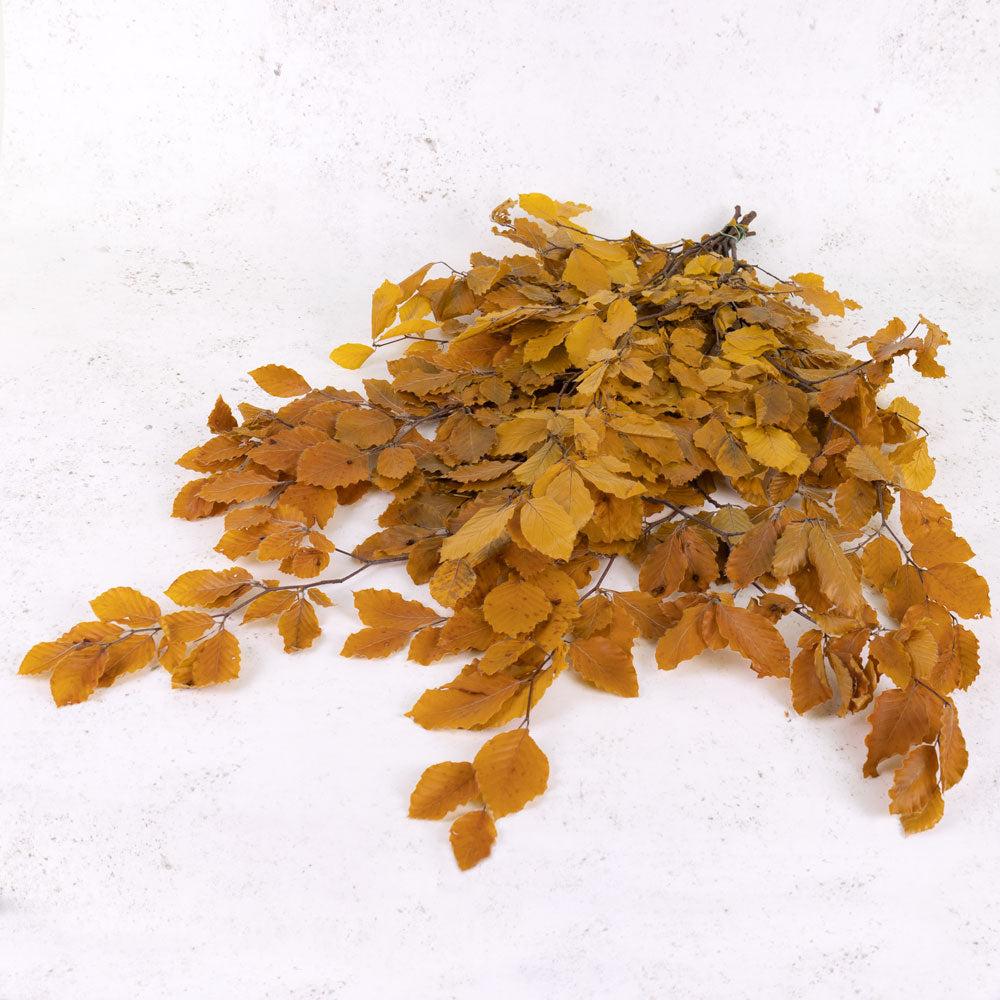 Preserved Fillers & Foliages | Copper Beech, (Fagus), Preserved, Yellow, 150g Preserved Preserved Fillers & Foliages