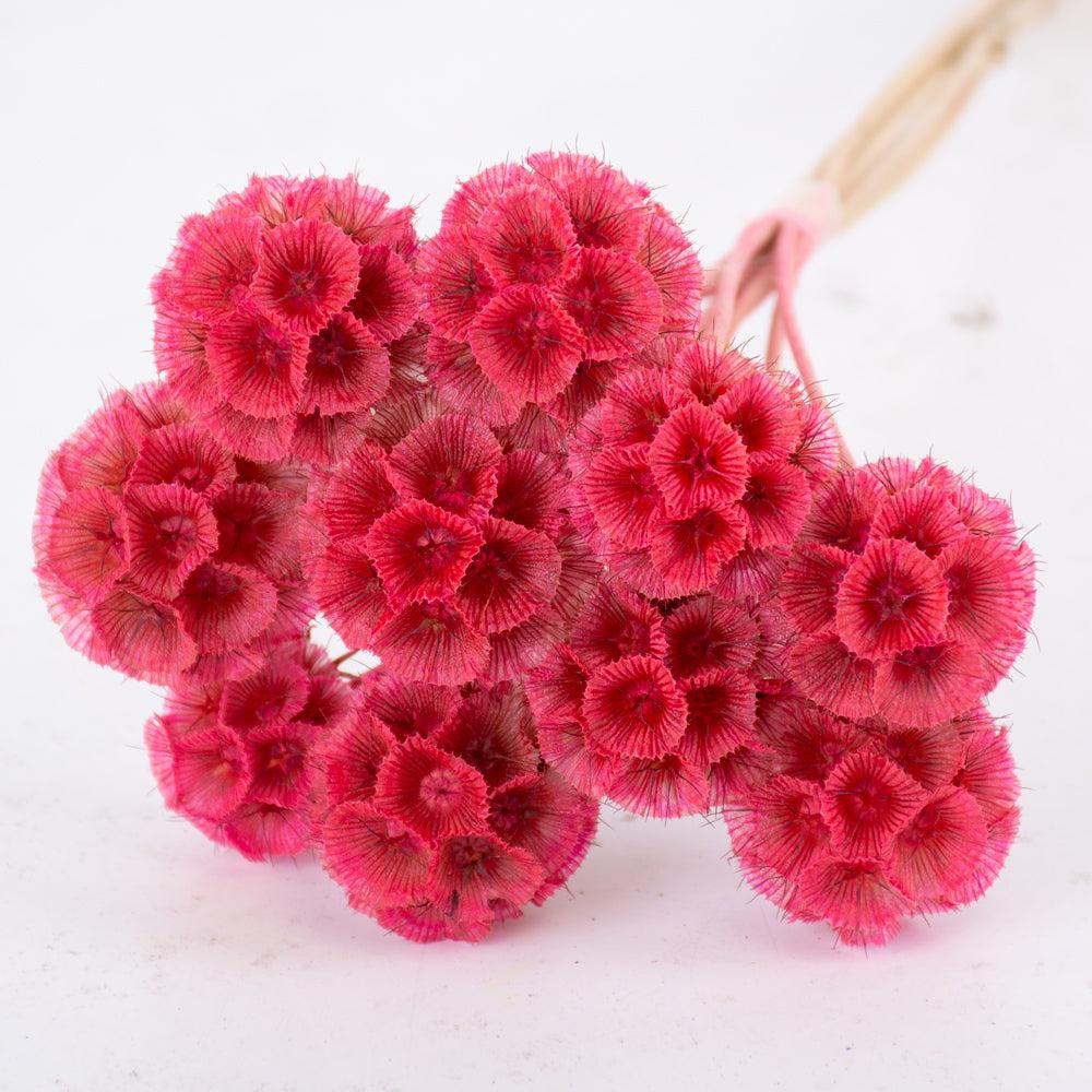 Preserved Flowers | Drumstick Scabiosa, Preserved, Pink, Bunch x 10 Stems Preserved Preserved Flowers