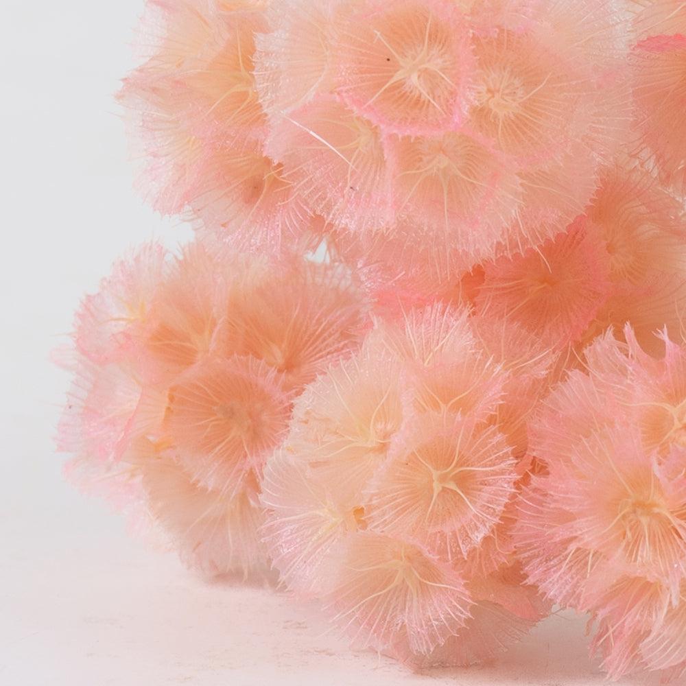 Preserved Flowers | Scabiosa stellata, Preserved, Light Pink, Bunch x 10 Preserved Preserved Flowers