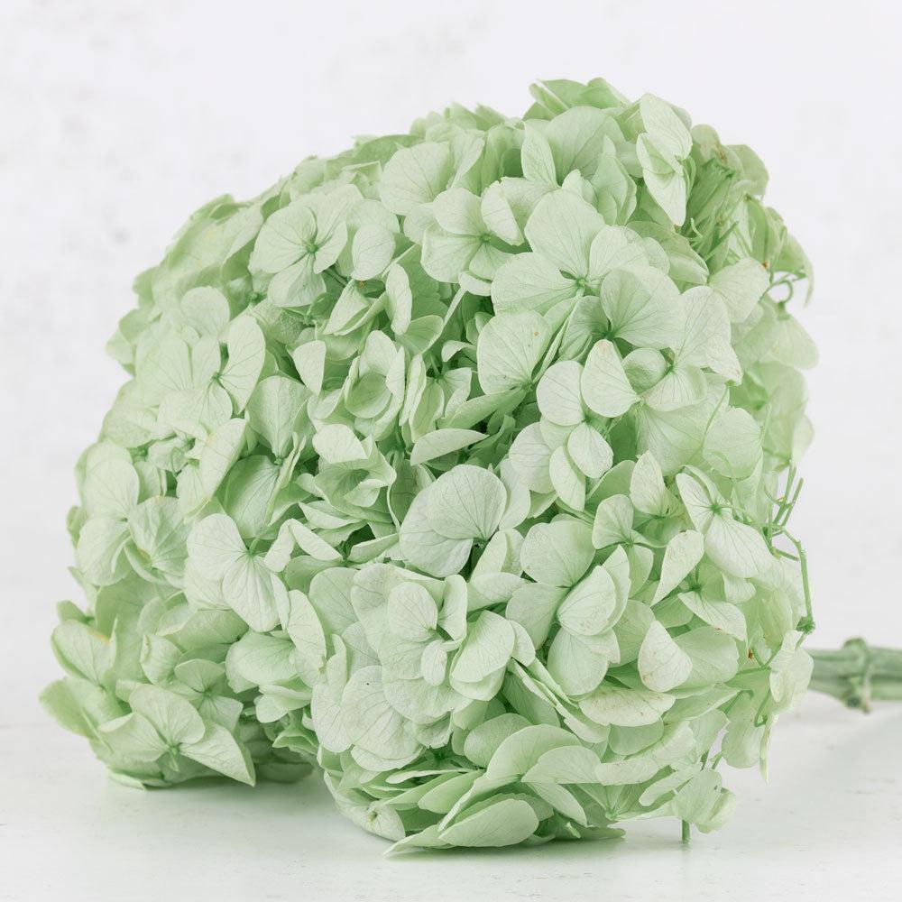 Preserved Hydrangeas | Hydrangea Verdissimo Prem. Mint Green Preserved Preserved Preserved Flowers