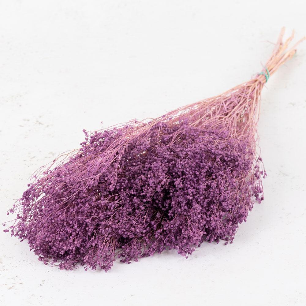 Preserved Fillers & Foliages | Broom Bloom, Preserved, Bleached, Dyed Lilac Preserved Preserved Broom Bloom