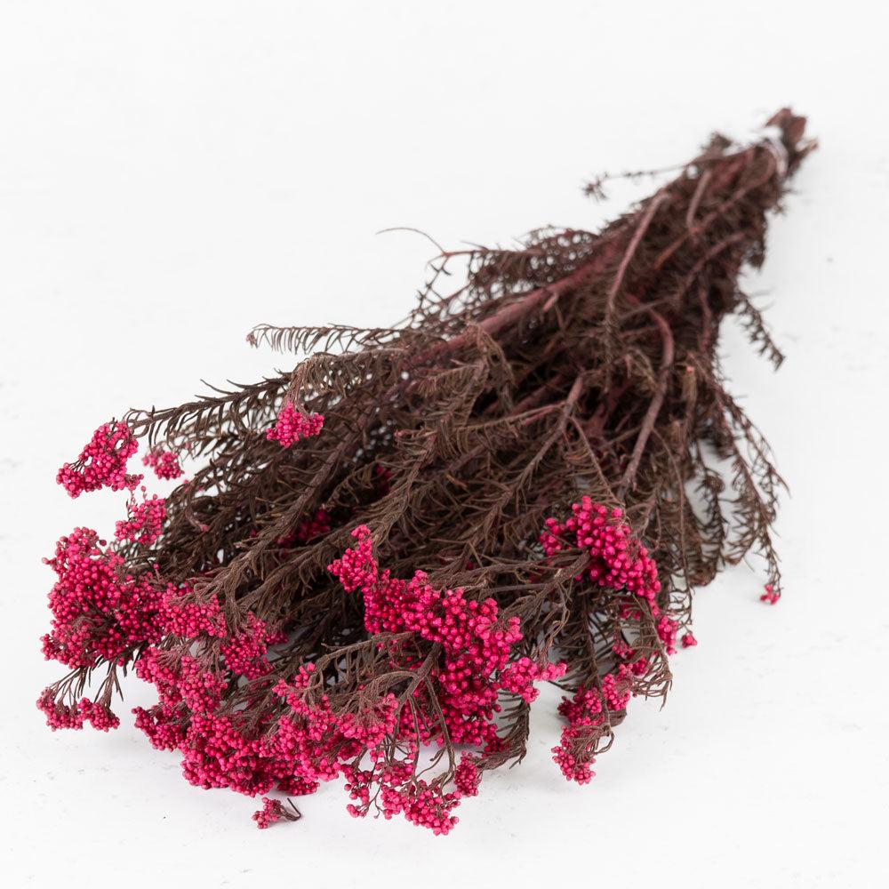 Preserved Fillers & Foliages | Diosmi (Rice Flower), Preserved, Pink Begonia, 120g Preserved Preserved Fillers & Foliages