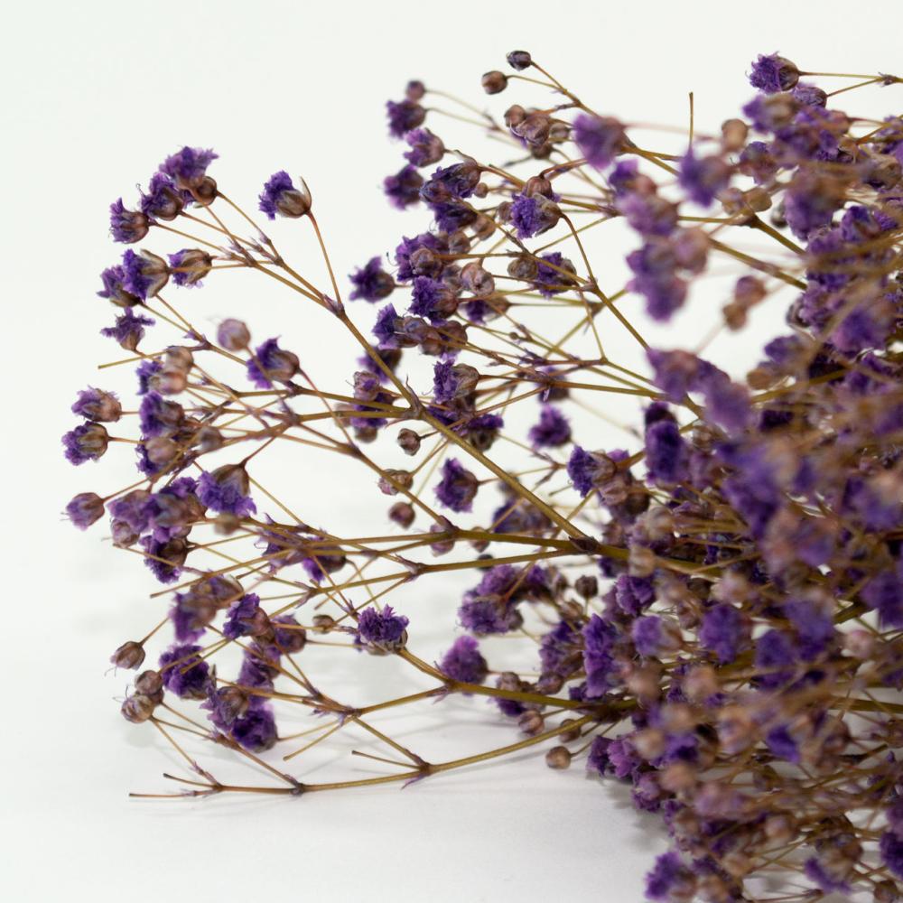 Preserved Fillers & Foliages | Gypsophila, Preserved, Lilac, 100g Bunch Preserved Preserved Fillers & Foliages