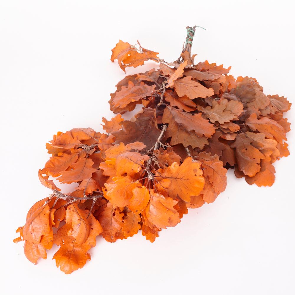 Preserved Fillers & Foliages | Oak Foliage, Preserved, Orange, 150g Bunch Preserved Preserved Fillers & Foliages