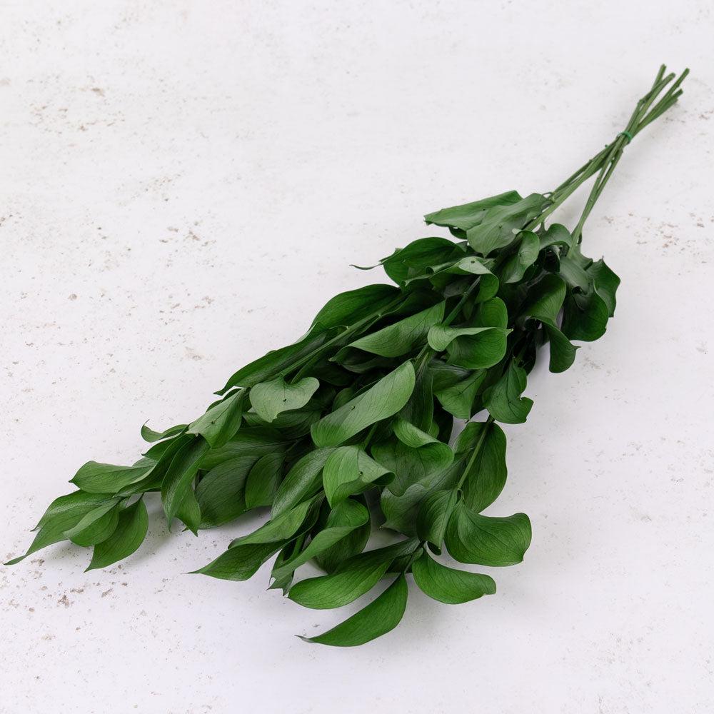 Preserved Fillers & Foliages | Ruscus, Preserved, Green, 6 Stem Bunch Preserved Preserved Fillers & Foliages