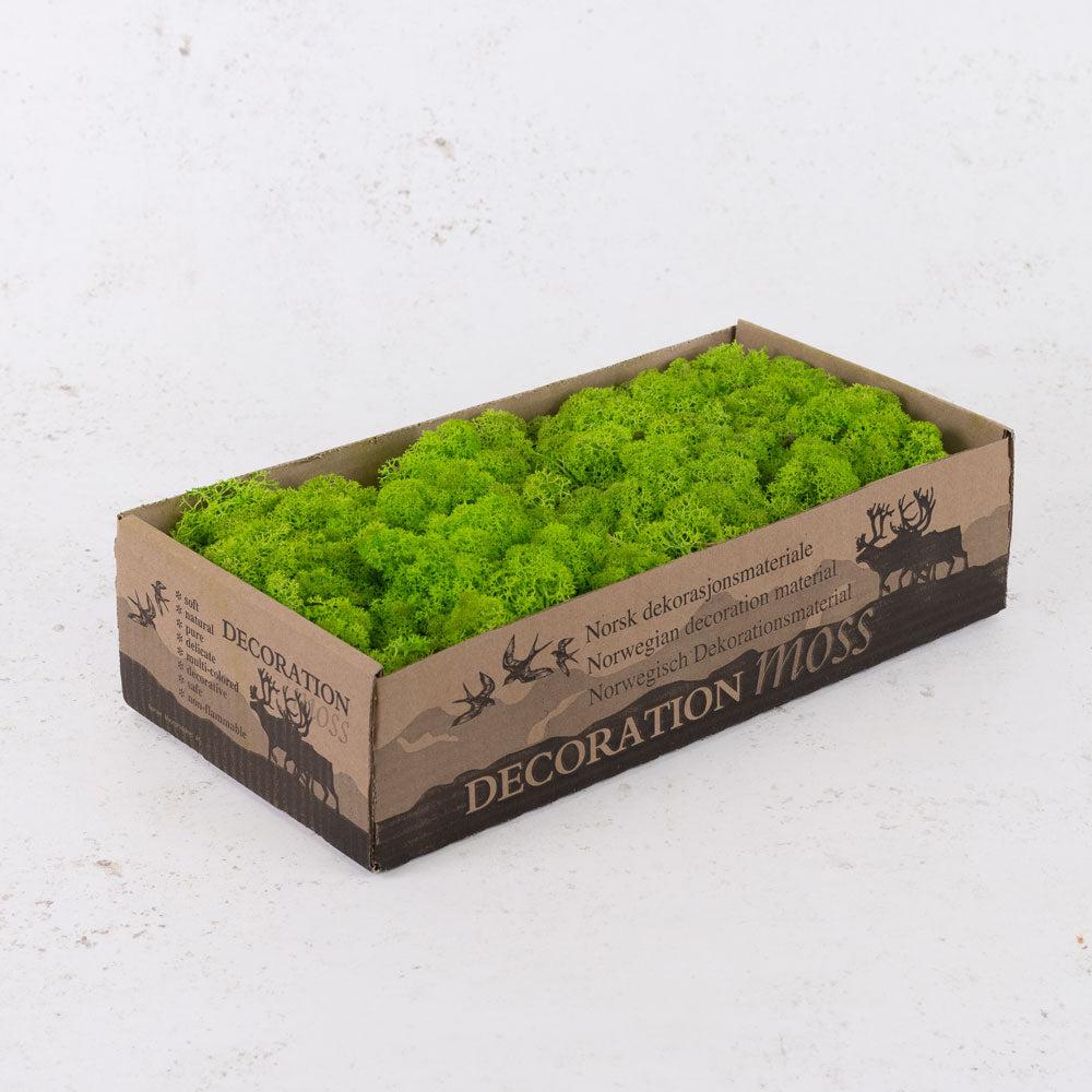 Preserved Moss | Icelandic Moss, Preserved, Light Grass Green, 425g Preserved Preserved Moss