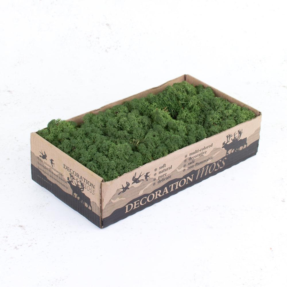 Preserved Products | Icelandic Moss, Preserved, Moss Green, 425g Preserved Preserved Moss