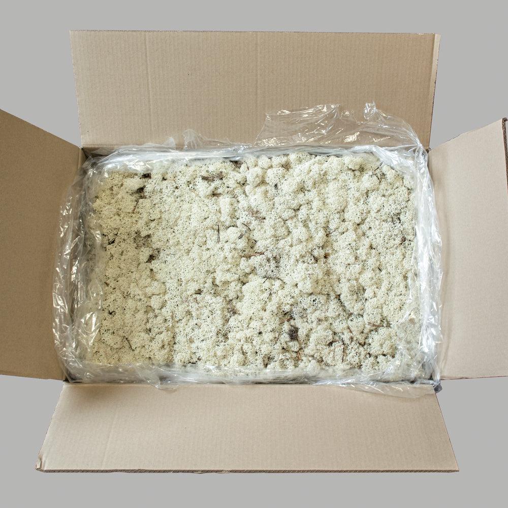 Preserved Products | Reindeer Moss, Preserved, Natural Green, Per 4Kg Box Preserved Preserved Moss