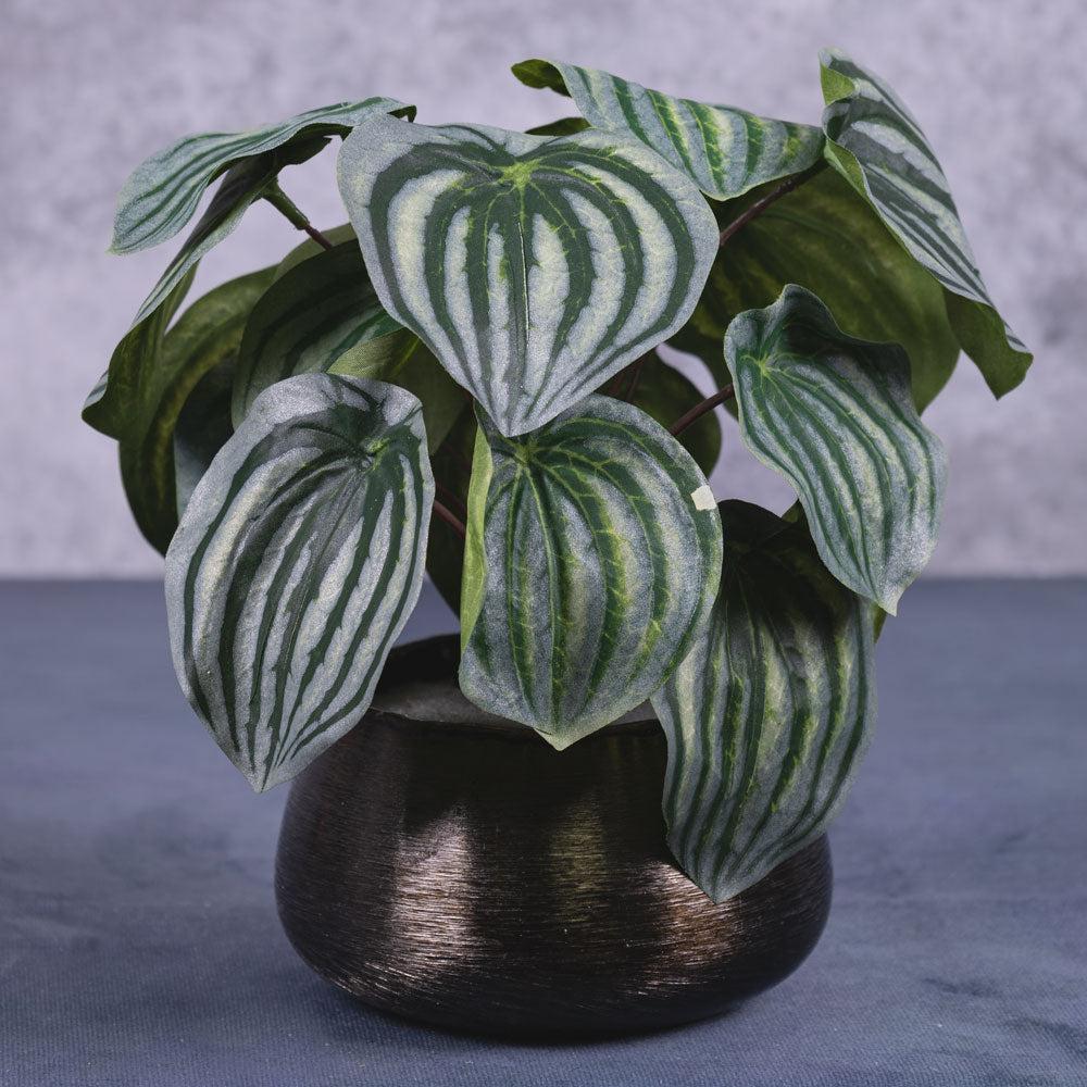 Artificial Indoor Plants | Peperomia Argyreia, Artificial, 25cm Artificial Artificial Indoor Plants